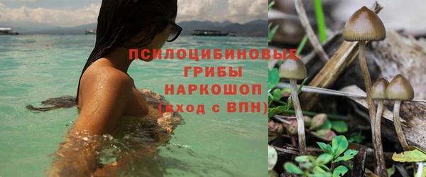 сатива Михайловка